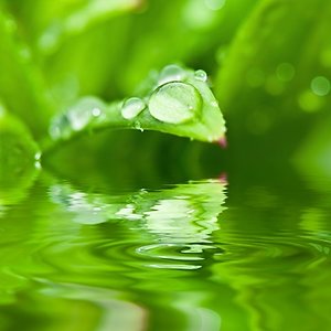 Counselling and Psychotherapy. dewdrop